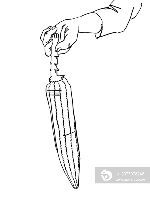 An Illustration of a hand holding a cob of corn