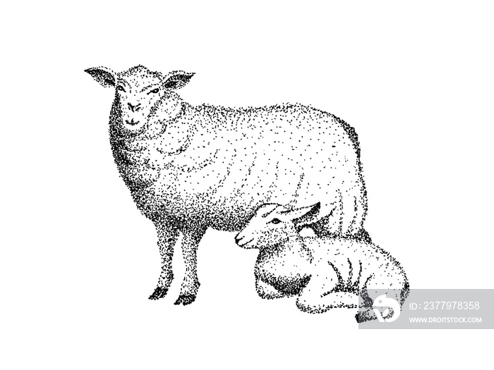 Sheep and lamb, isolated hand drawn pointillism illustration in black and white