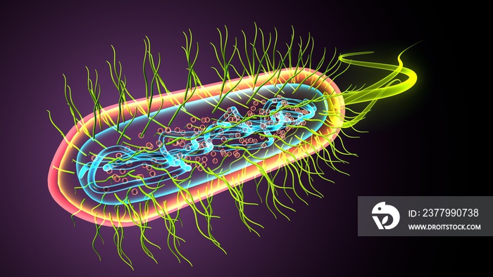 3d illustration of e coli bacteria shapes anatomy.