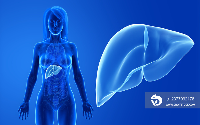 3d rendered medically accurate illustration of the female liver