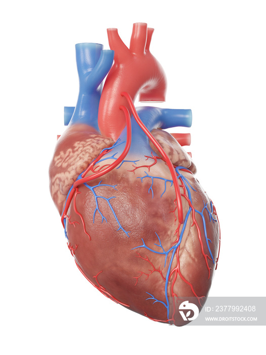 2个旁路心脏的三维医学精确图示