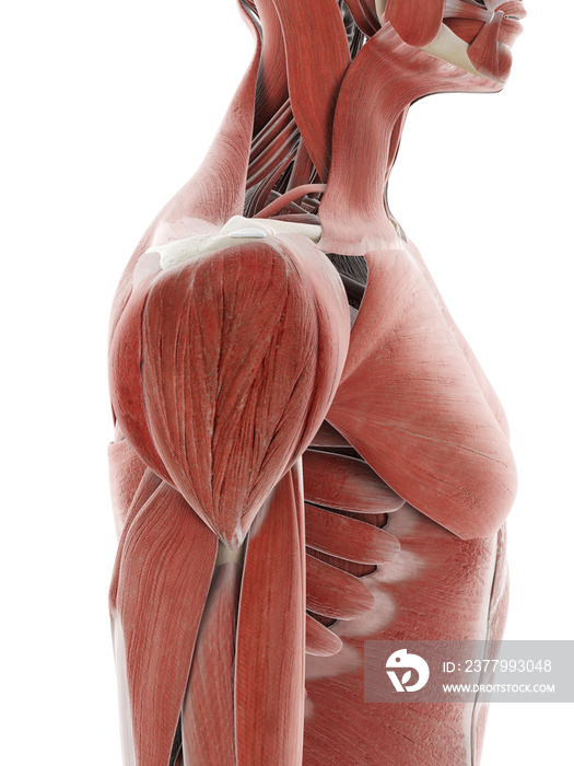 3d rendered medically accurate illustration of the shoulder muscle