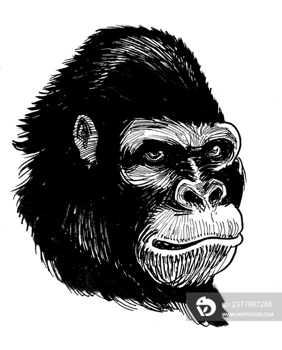 Angry looking black gorilla face. Ink black and white drawing