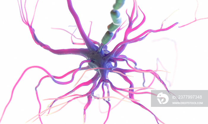 3d rendered medically accurate illustration of a human nerve cell on a white background