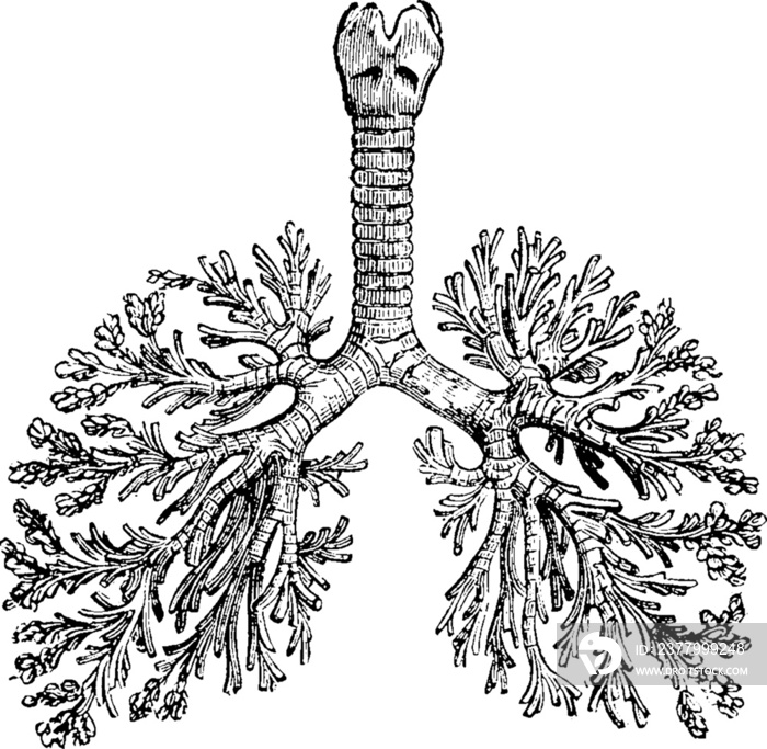 vintage lungs with a transparent background