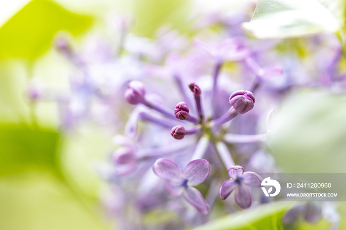 丁香花