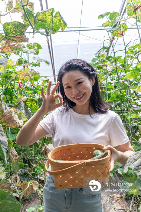 快乐的年轻女人在蔬菜大棚采摘西红柿