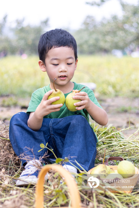 快乐的小男孩坐在菜地边吃梨