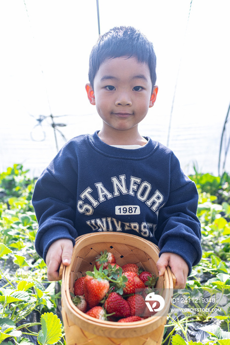 一个小男孩在采摘园采草莓