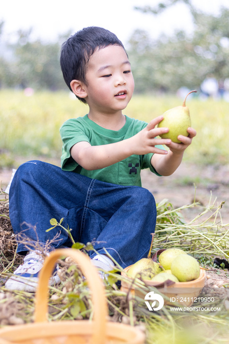 快乐的小男孩坐在菜地边吃梨