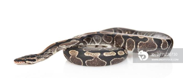 Royal Python, or Ball Python (Python regius) in side view. Isolated on white background