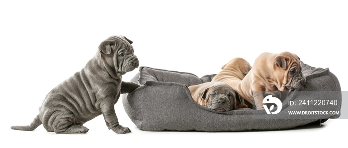 Cute puppies in pet bed on white background