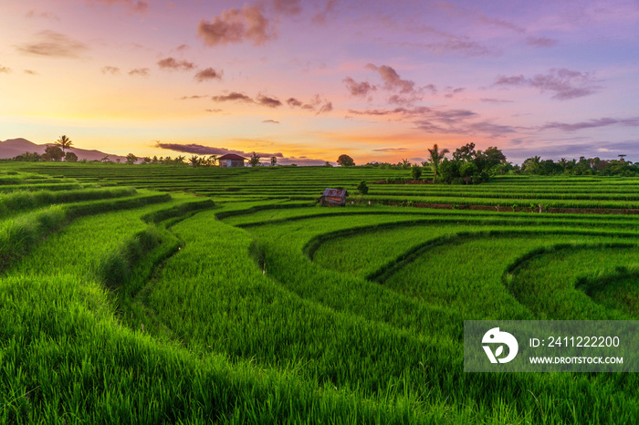 Morning panorama on rice terraces on Mount Baris Kemumu, Bengkulu, Indonesia