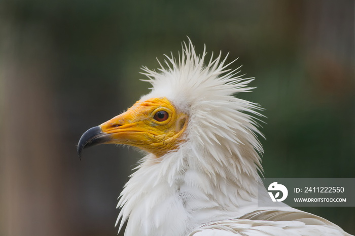 Egyptian vulture (Neophron percnopterus) close-up portrait