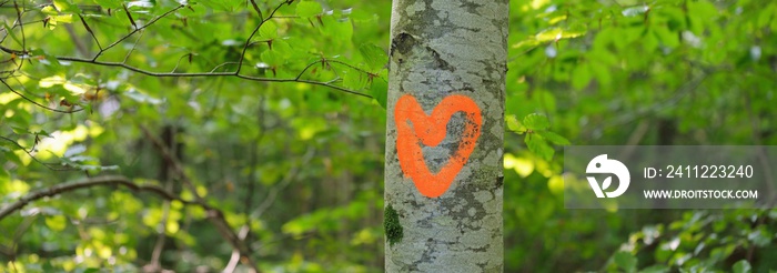 Painted orange heart on an old beech tree trunk, close-up. Green forest blurred in bokeh. Ecology, environmental damage, sign, romance, symbol of love