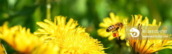 Biene sammelt Nektar auf einer Löwenzahnblume