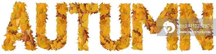 word autumn from autumnal leaves