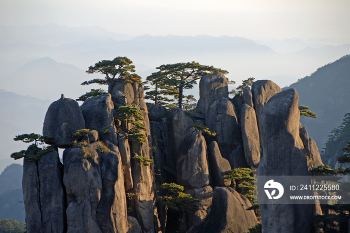 Huangshan Mountain in Anhui Province, China. View at sunrise from Dawn Pavilion viewpoint with a rocky outcrop and pine trees. Close up scenic view of peaks and trees on Huangshan Mountain, China.