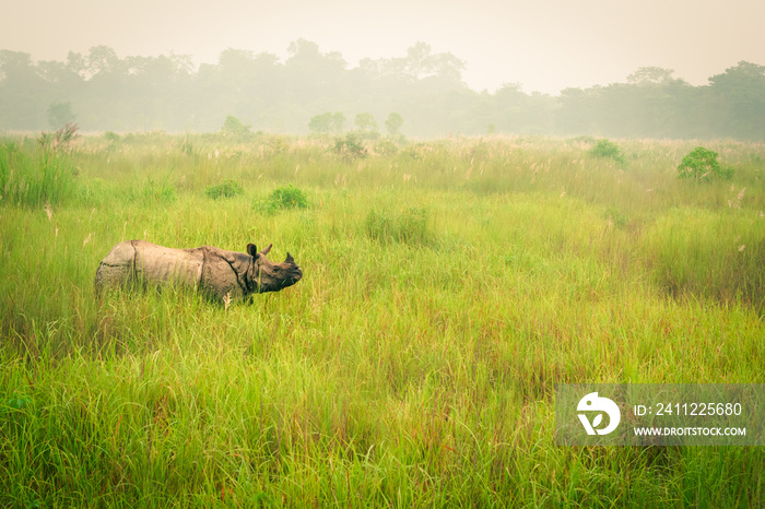 Wild endangered one-horn rhinoceros grazing in a grass field in Chitwan National Park, Nepal, during an elephant safari for tourists.