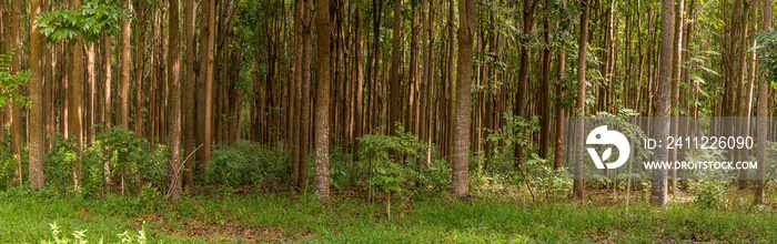 Pathway of the Wai Koa Loop trail or track leads through plantation of Mahogany trees in Kauai, Hawaii, USA