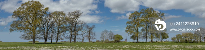 View at Steenwijk  over the Kamp. Churchtower. Meadow. Springflowers. Panorama. Netherlands