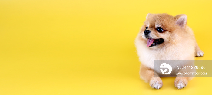 Pomeranian dog with yellow backdrop.