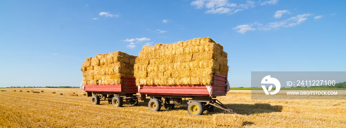 Hay bales in the tractor trailers on agricultural field after harvest