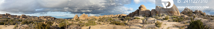 landscape with joshua trees in the desert