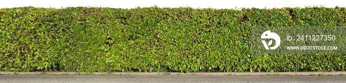 Green hedge isolated on white background