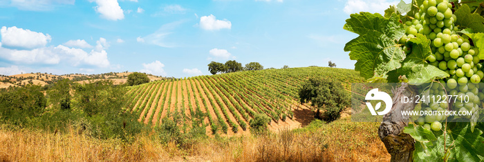 Vineyards with grapevine and hilly tuscan landscape near winery along Chianti wine road in the summer sun, Tuscany Italy Europe