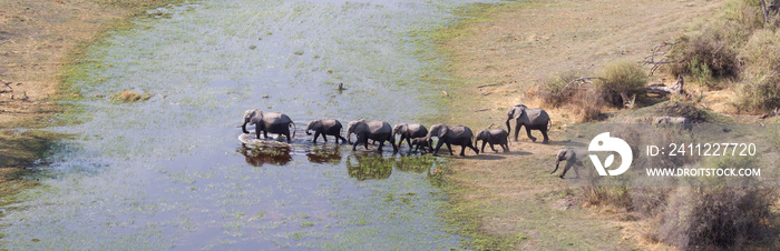 Elephant family crossing water in the Okavango delta (Botswana)