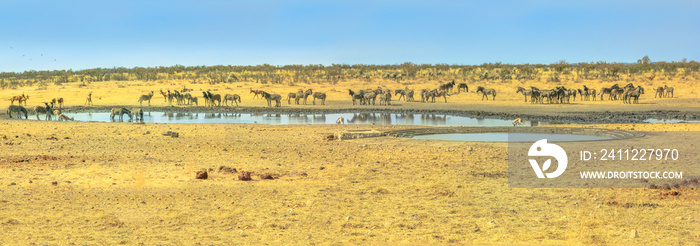 Wide angle panorama of wild animals like zebras, hartebeests and springboks drinking at Nebrownii waterhole in savannah dry season. Etosha National Park in Namibia.