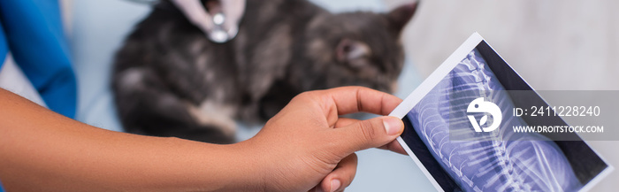 Cropped view of african american veterinarian holding ultrasound scan near blurred colleague and maine coon in clinic, banner