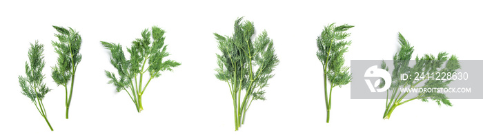 green dill leaf on white background