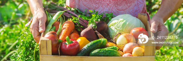 grandmother in the garden gather the harvest. Selective focus.