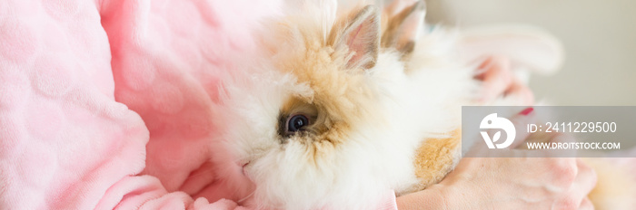 Pet rabbits sitting in the lap of the young woman wearing pajamas in the morning