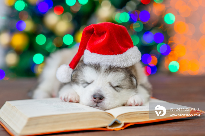 Alaskan malamute puppy wearing red santa hat sleeps on the book with Christmas tree on background