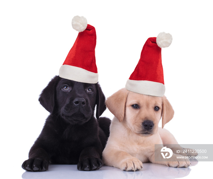 santa claus labrador retriever puppies lying down