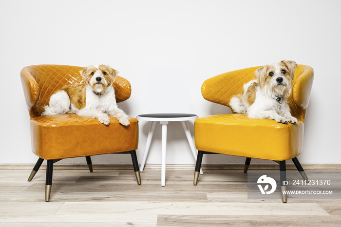 two little dogs sitting on armchairs