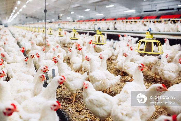 Indoors chicken farm, chicken feeding