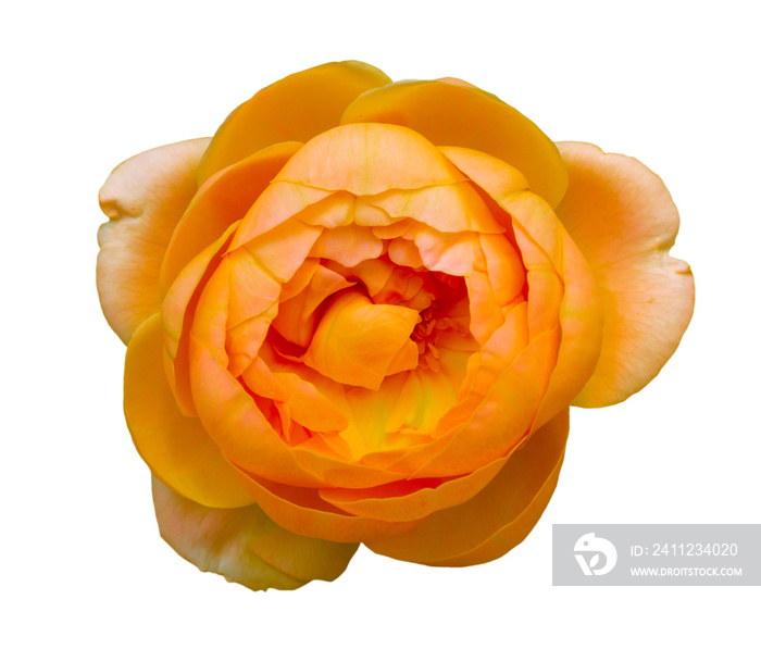 closeup of one orange rose fresh blossom beauty flower on an isolated white background with a clippi