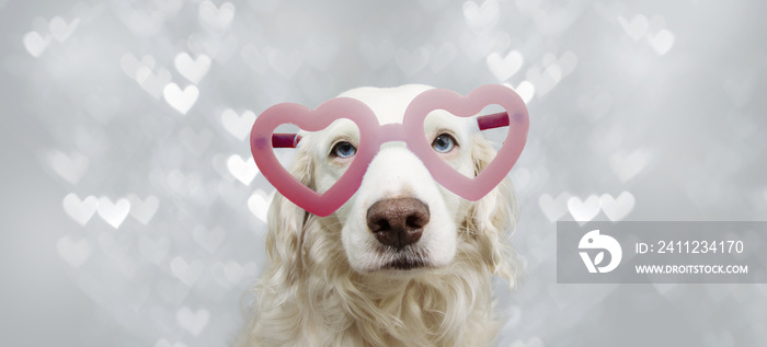 banner lovely dog in red heart shaped glasses celebrating valentines day. Isolated on gray backgrou