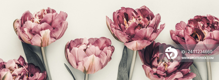 Lilac tulip flowers on pastel background.