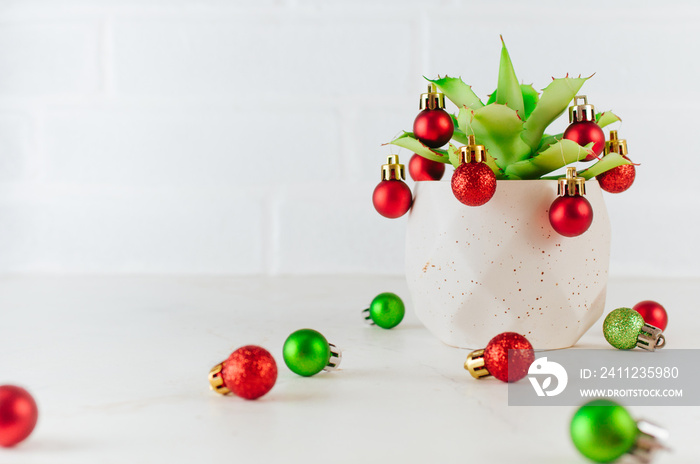 Succulent plant decorated with Christmas red and green balls