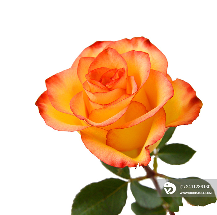 Beautiful yellow rose isolated on white background