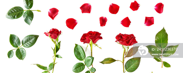 Flowers composition. Red roses isolated on white background. Wide photo.