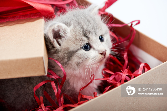 Little curious grey fluffy kitten looking from decorated cardboard birthday box being cute present f