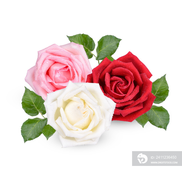 Red and Pink rose with water drops isolated on transparent background. (.PNG)