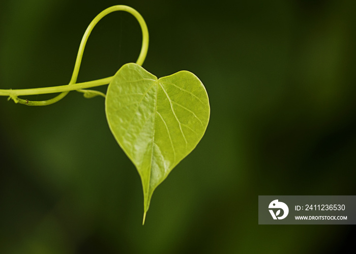 Heart shaped green leaf