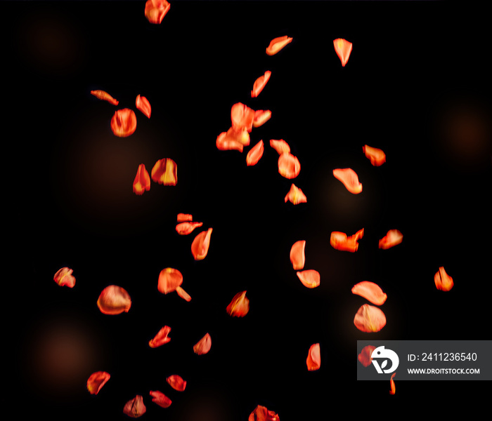 Floating orange red rose petals, isolated on black background.